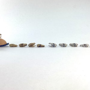 Red Fox Skull Miniatures - 1:24 Scale dollhouse decoration diorama supplies jewelry dice art craft diy realistic replica oddities (5 skulls) image 7