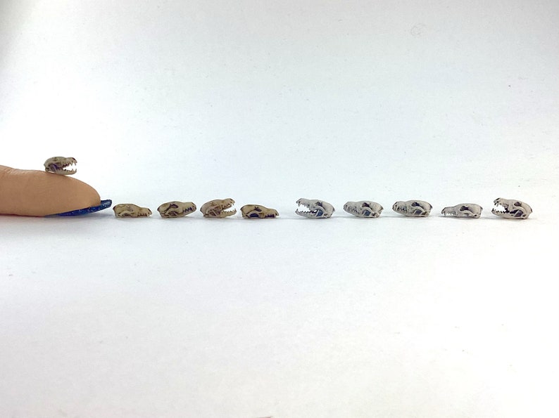 Red Fox Skull Miniatures - 1:24 Scale dollhouse decoration diorama supplies jewelry dice art craft diy realistic replica oddities (5 skulls) image 7