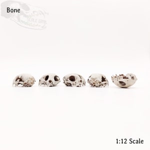 May include: Five miniature animal skulls, likely from a cat, in various positions on a white surface. The skulls are white and have a slightly rough texture. The text "Bone" appears in the top left corner of the image, and "1:12 Scale" appears in the bottom right corner.
