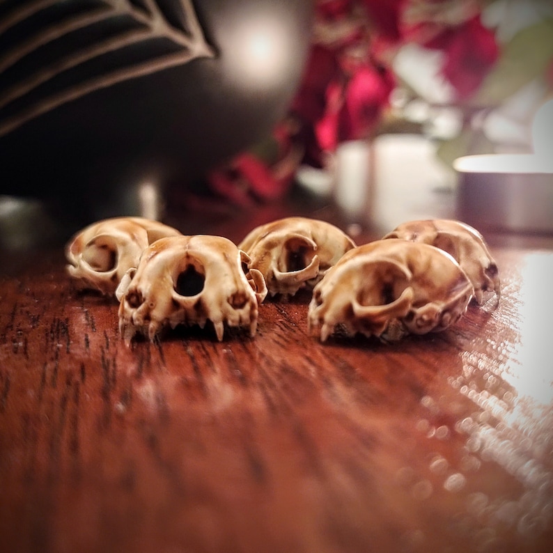 May include: Five small, light brown animal skulls arranged on a wooden surface. The skulls are detailed and appear to be from a small mammal, possibly a rodent.