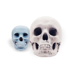 Human Skull, Closed Jaw - Choose a size Inch Scale and MM Available, Art and Craft supplies, miniature, scale, tiny, white gray painted