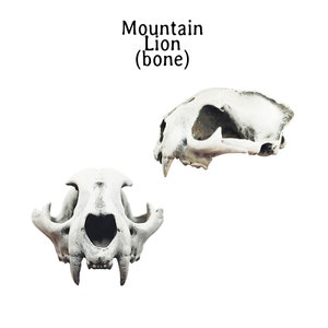 May include: Two views of a mountain lion skull, one frontal and one side profile, against a white background. The skull is off-white with visible bone structure and teeth. The text "Mountain Lion (bone)" is at the top.