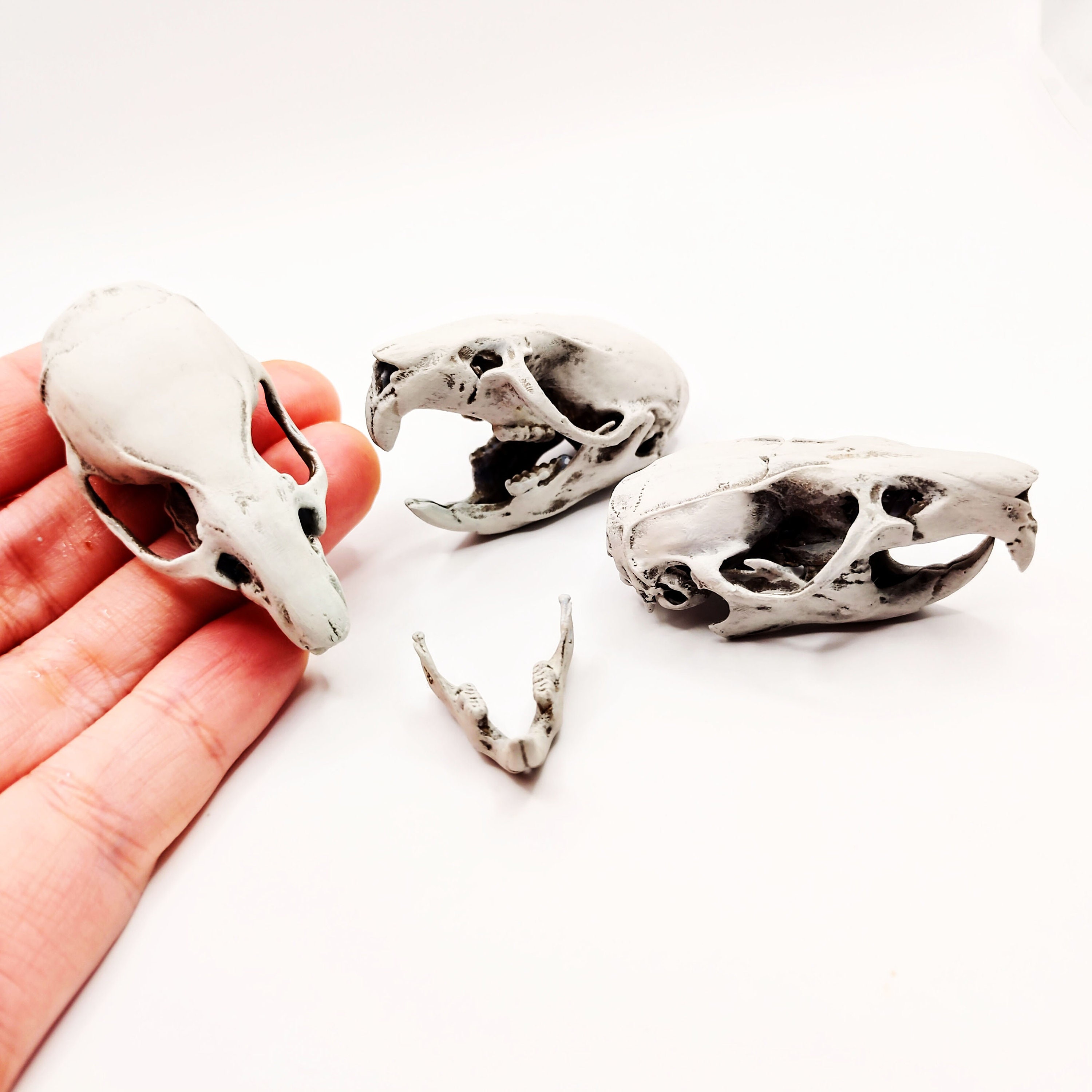 褐色ネズミの頭蓋骨 - 1:1スケールのフルサイズレプリカのげっ歯類の