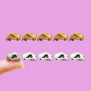 Czaszka pumy - replika czaszki pumy w skali 1:24 do dioramy, miniaturowych scen grozy, domku dla lalek, gablotki na osobliwości, kostiumów (zestaw 5 sztuk)