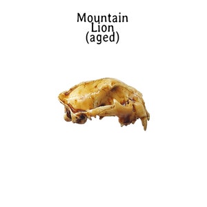 May include: Aged mountain lion skull, viewed in profile against a white background. The skull is a light tan color with visible bone structure and teeth. Text above reads "Mountain Lion (aged)".