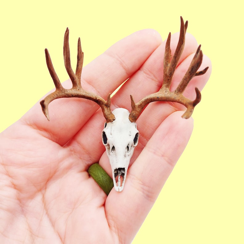 May include: A small, white deer skull with brown antlers. The skull is held in a person's hand.