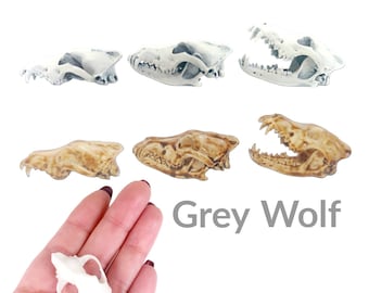 Miniature Wolf Skull - 1:6 Scale Grey Wolf replica mini oddities for jewelry, art diorama supplies, canid canine dog cranium,