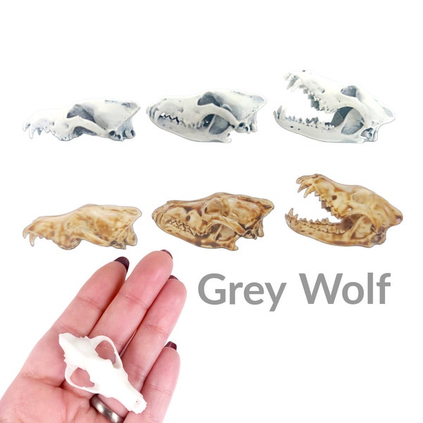 Miniature Wolf Skull - 1:6 Scale Grey Wolf replica mini oddities for jewelry, art diorama supplies, canid canine dog cranium,