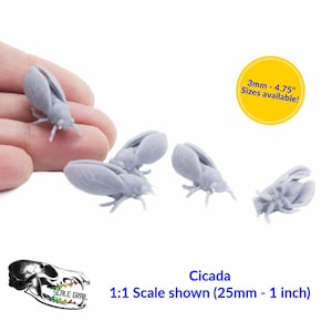 Cicada - 3mm - 1:1 Scale bug miniature replica oddities by The Scale Grail