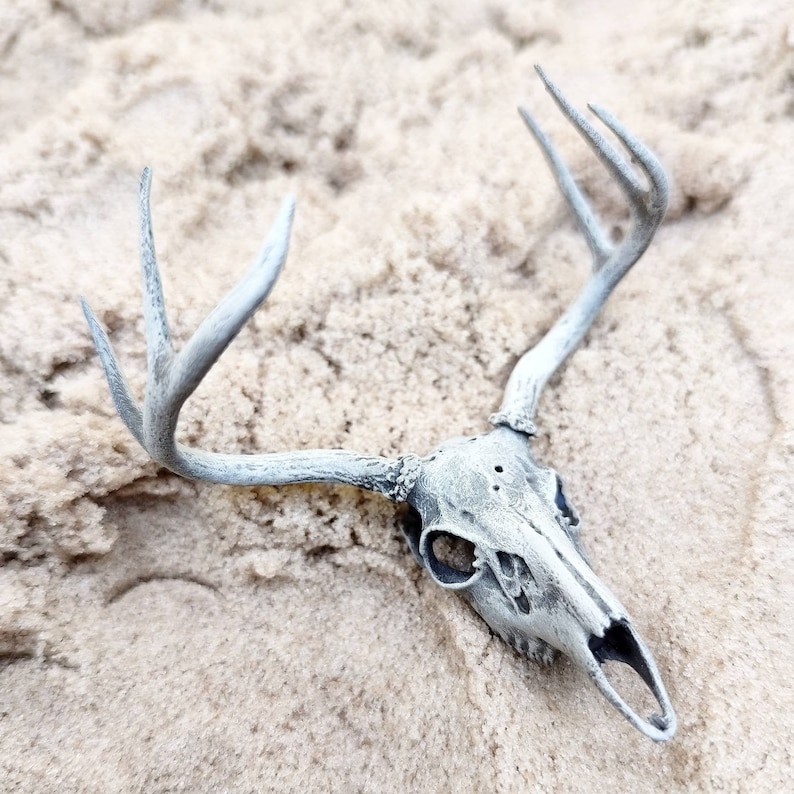White Tail Deer skull with Antlers 1:12 scale miniature realistic animal cranium for diorama, dollhouse, art and craft supplies 1 skull image 8