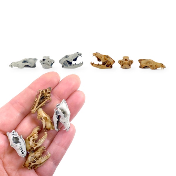 Miniature Wolf Skull - 1:12 Scale Grey Wolf replica mini oddities for jewelry, art diorama supplies, canid canine dog cranium (5 skulls)