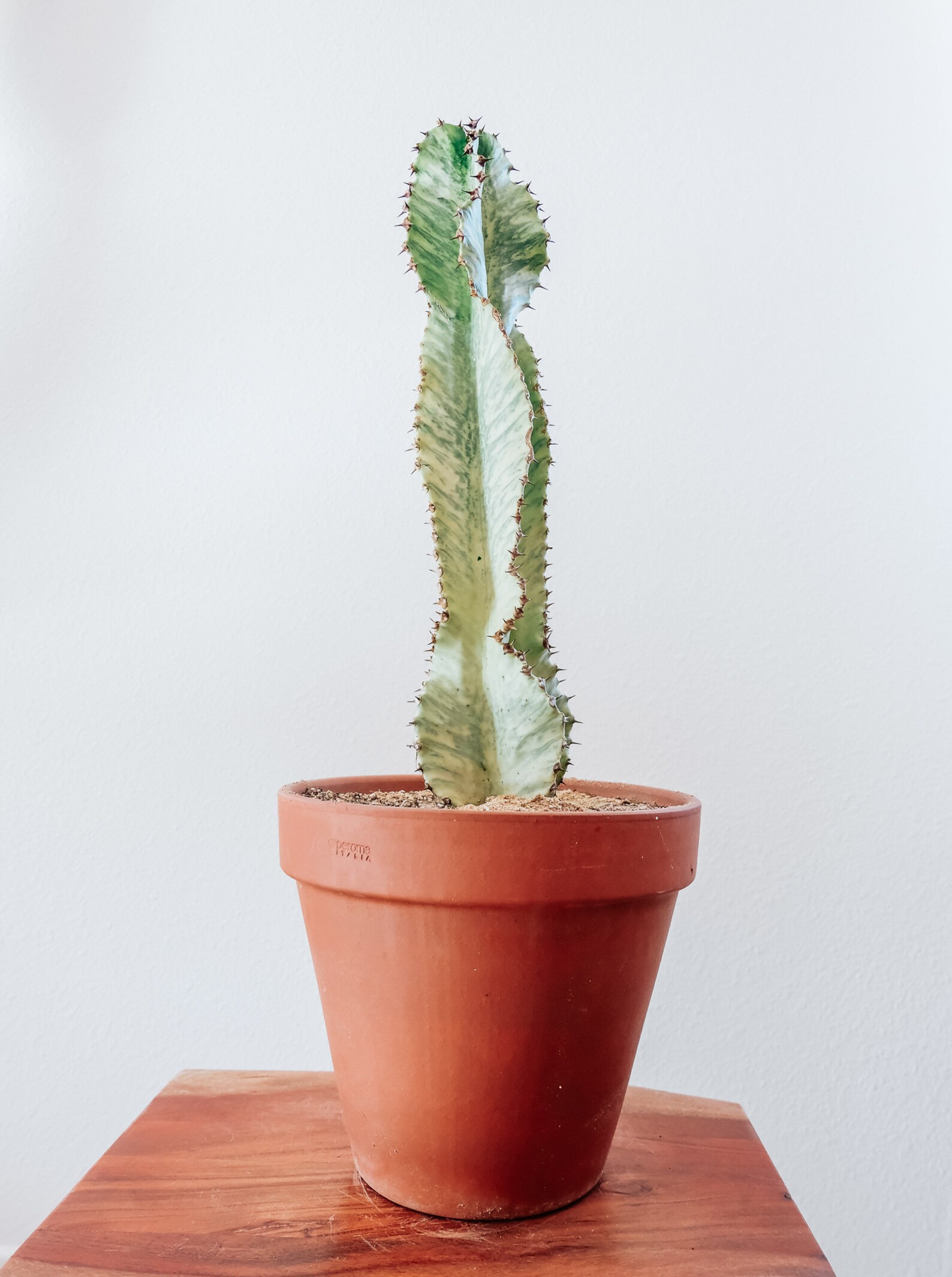 Euphorbia Ammak 'variegata' candelabra Spurge Etsy