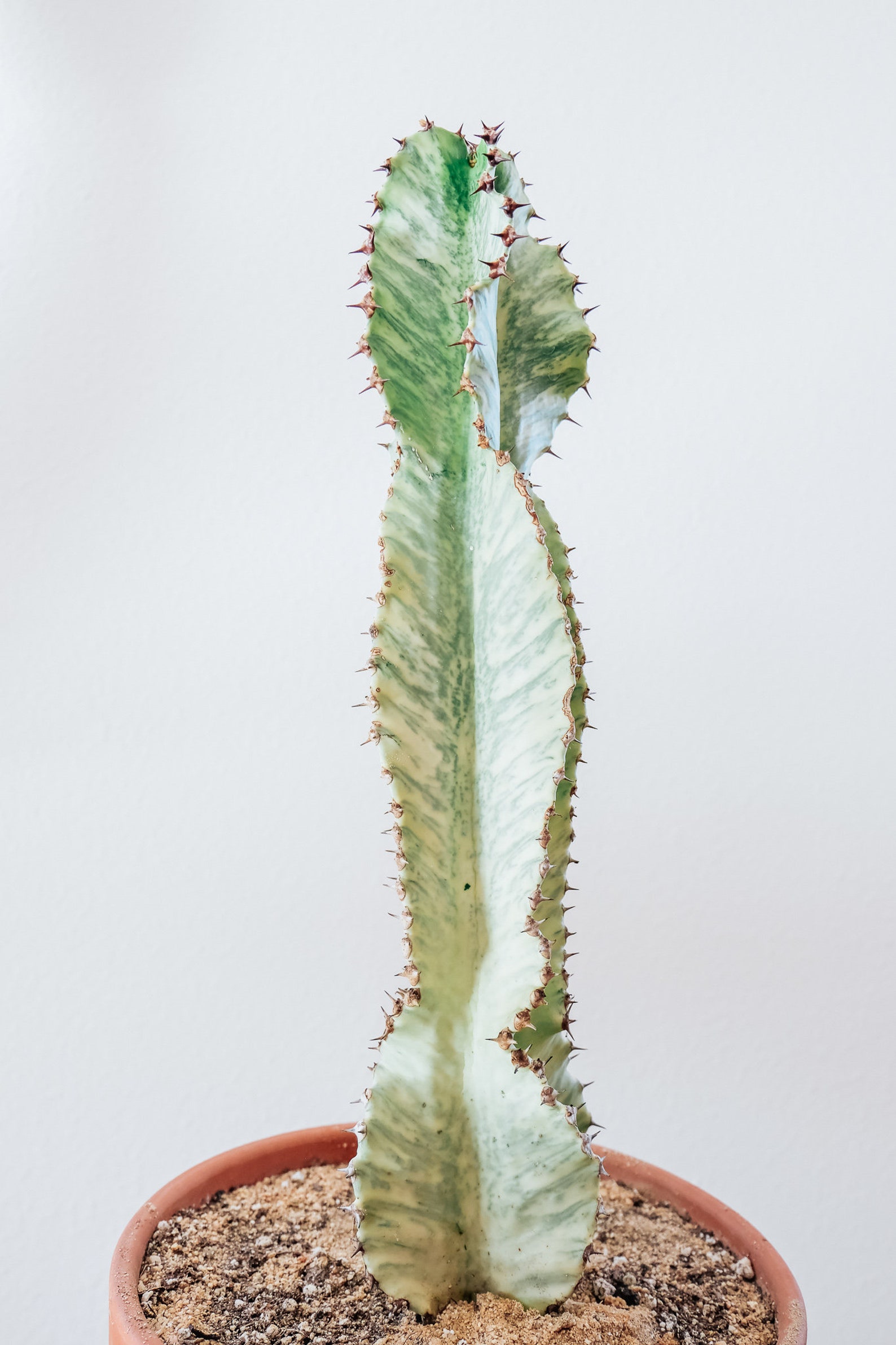 Euphorbia Ammak 'variegata' candelabra Spurge Etsy