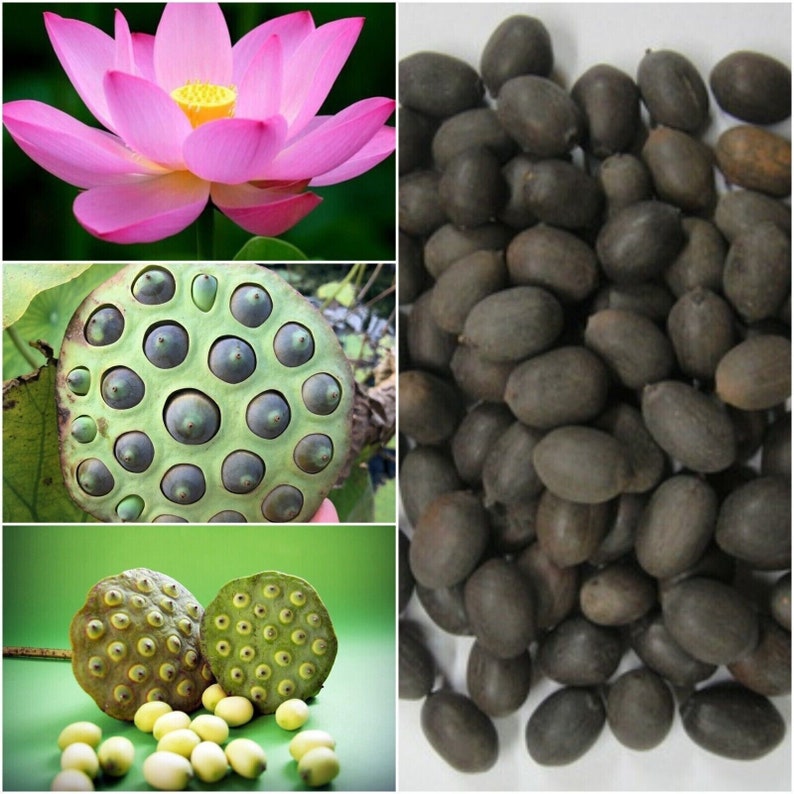 20 Mix Lotus Seeds Rare Mix Color Nelumbo Nucifera Sacred Lotus Flower Seeds Etsy Canada