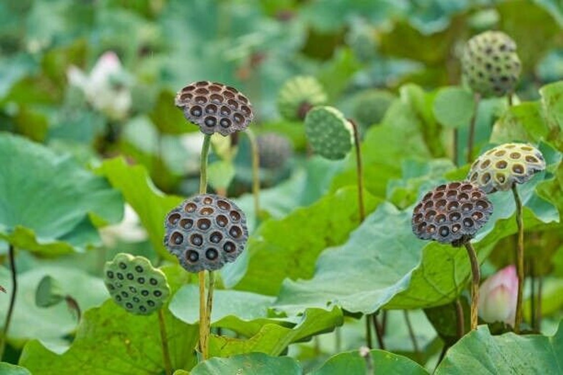 20 Mix Lotus Seeds Rare Mix Color Nelumbo Nucifera Sacred Lotus Flower