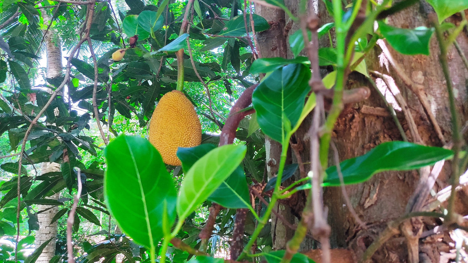 Dried Jack Fruit 50 PCs LEAVES Organic Bio Film Shrimp Etsy