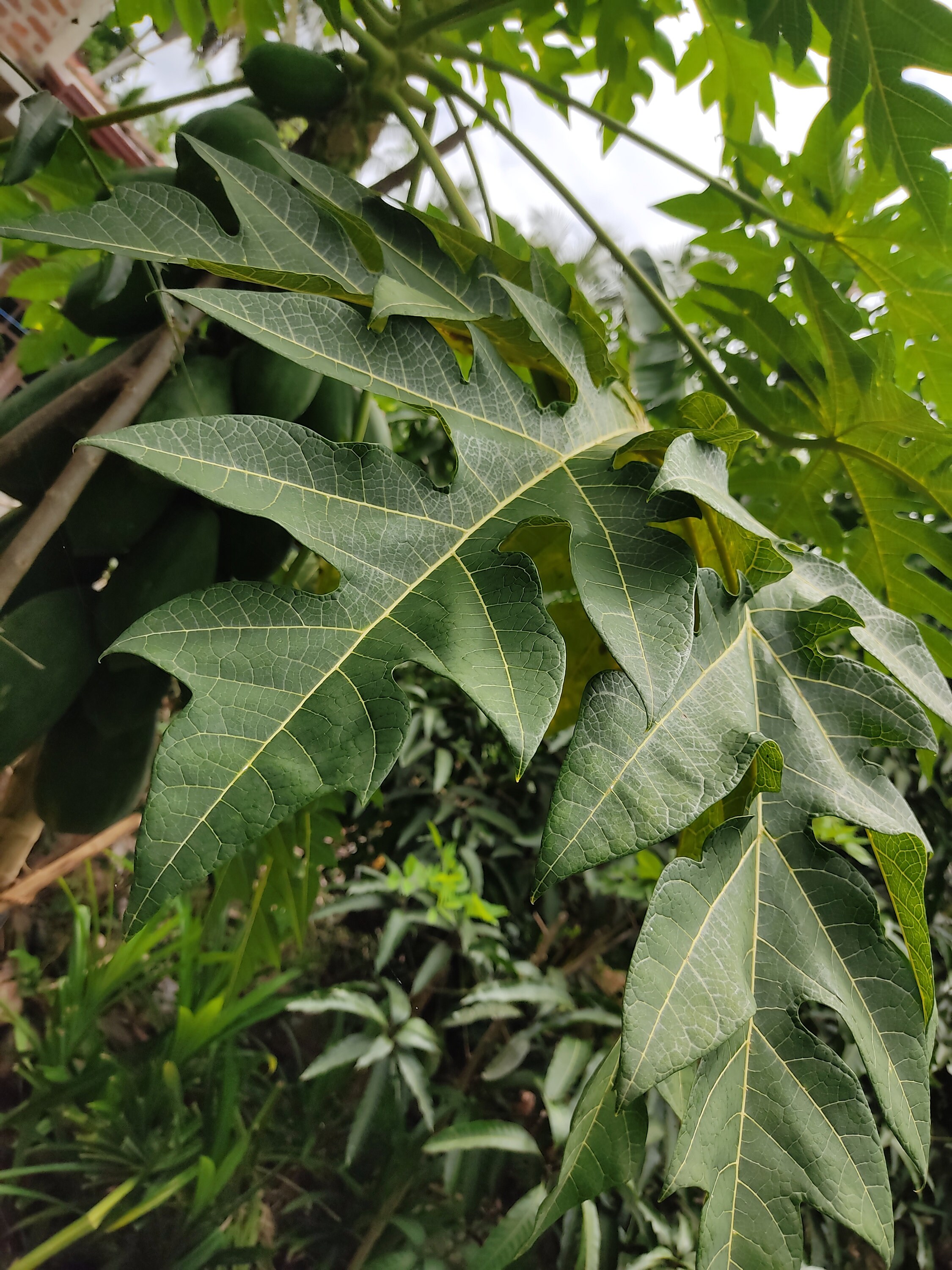 Pure Dried Papaya Carica Papaya Leaves Organic Natural Tea Etsy