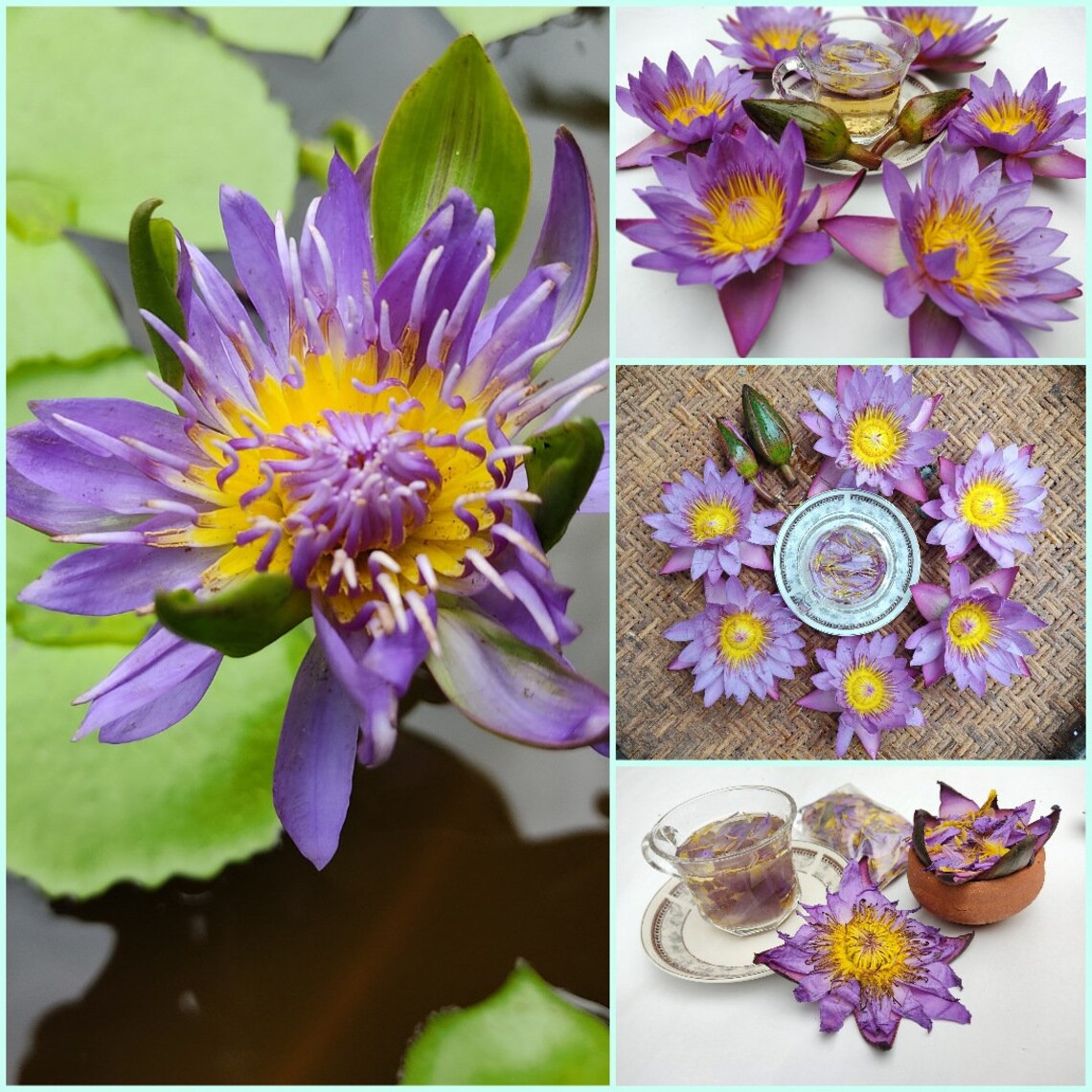 Organic Blue Lotus Flower Dried Nymphaea Caerulea Flower Etsy