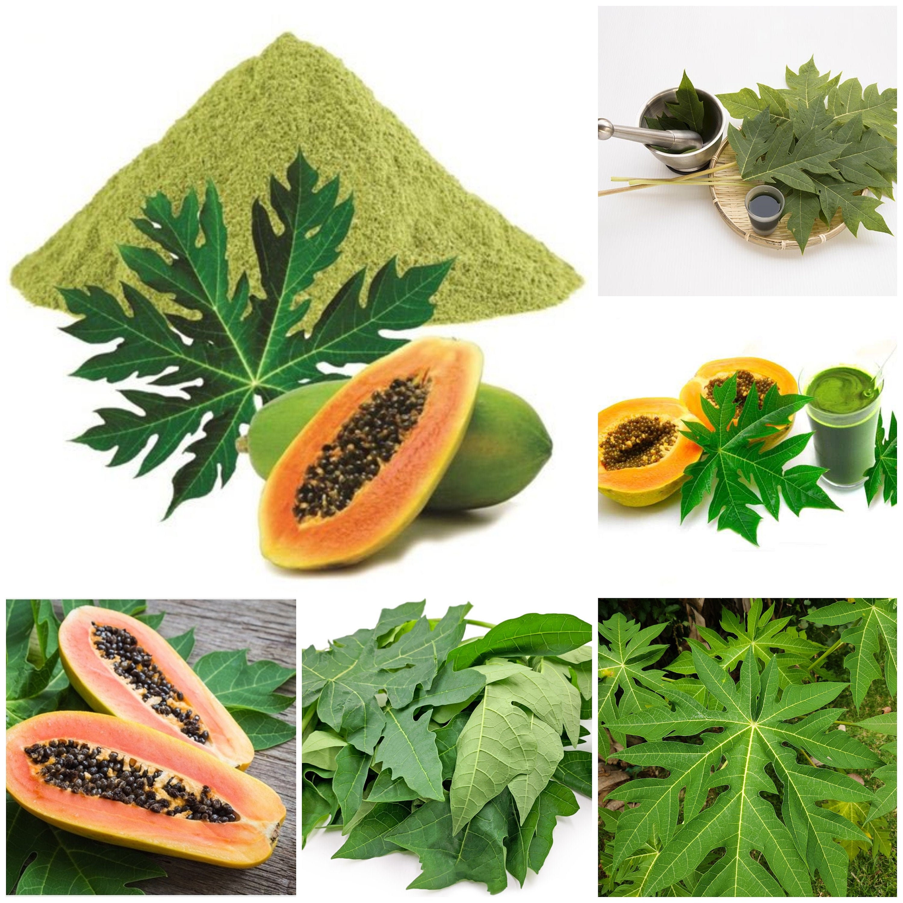 Pure Dried Papaya Carica Papaya Leaves Organic Natural Tea Etsy