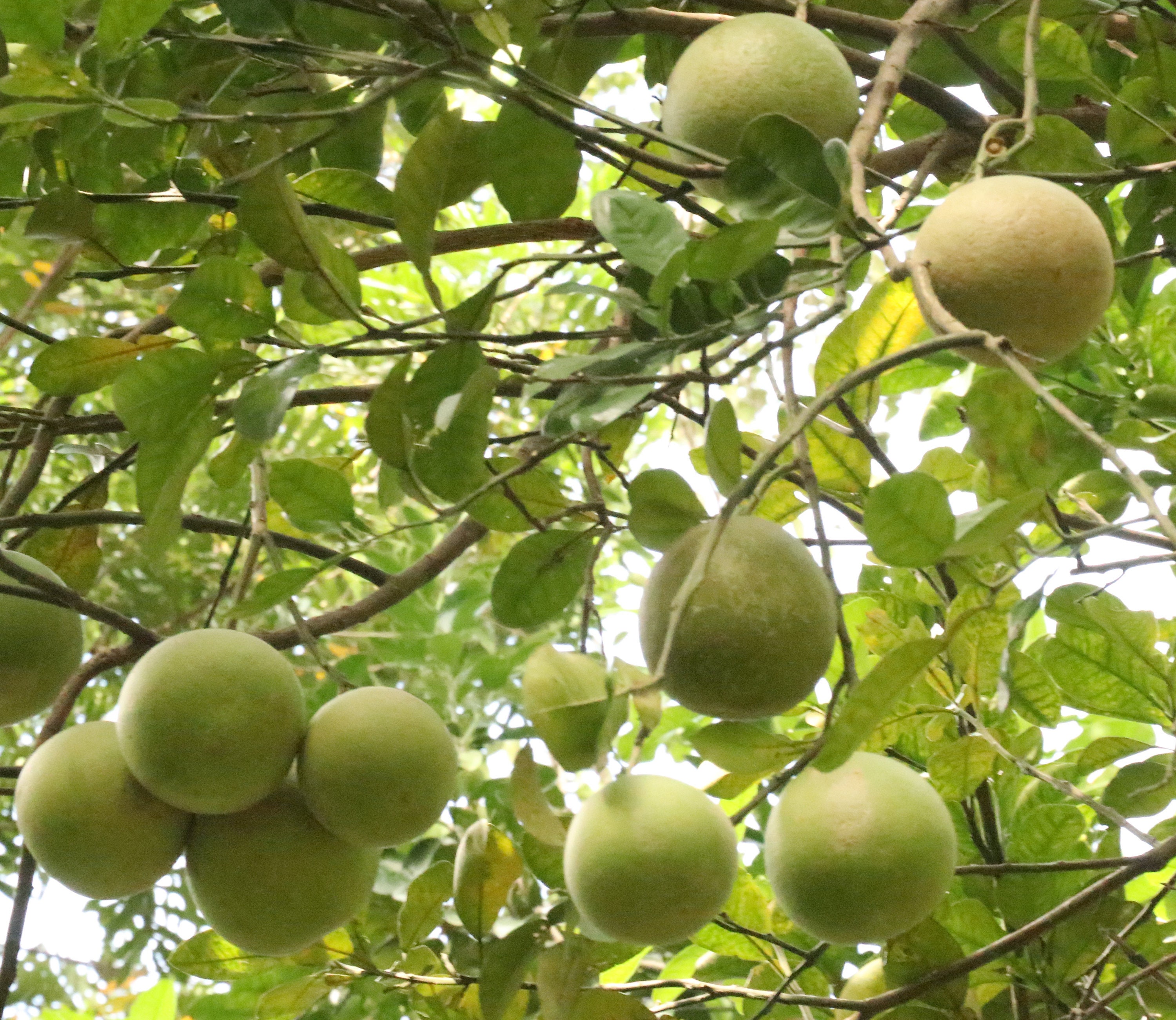 Pomelo Seeds Citrus Maxima Pummelo Pomello Fruit Seeds Etsy