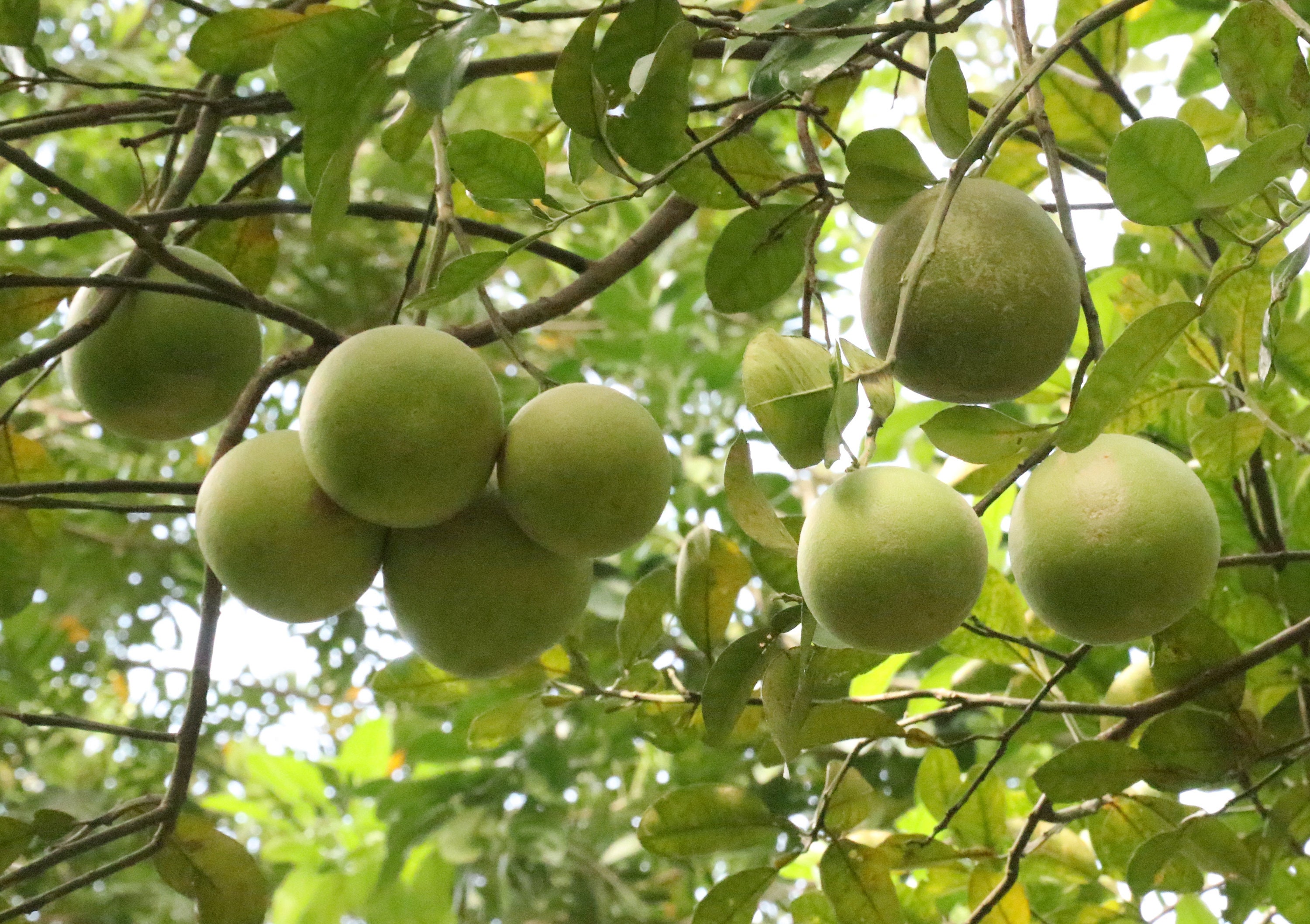 Pomelo Seeds Citrus Maxima Pummelo Pomello Fruit Seeds Etsy