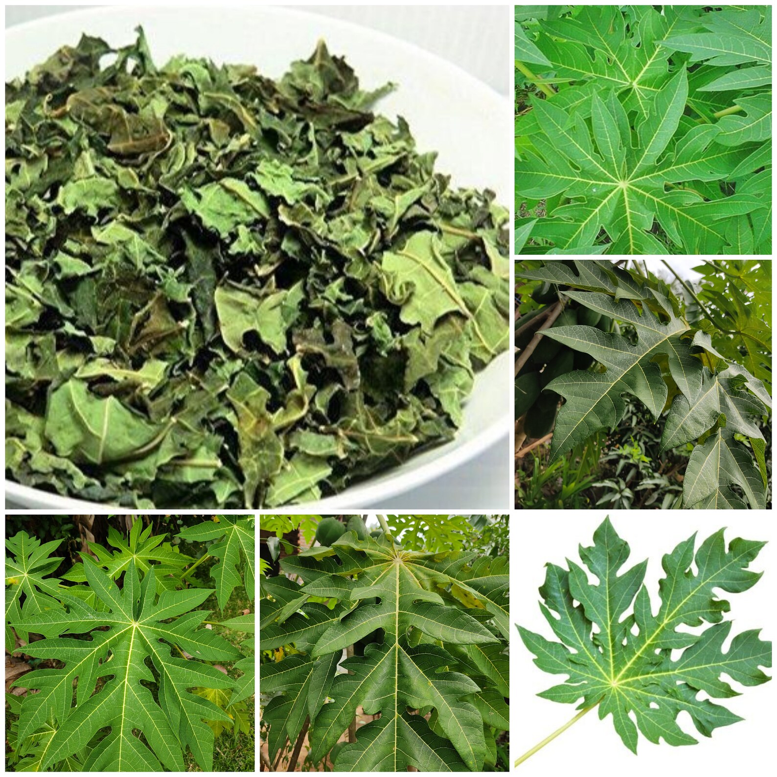 Pure Dried Papaya Carica Papaya Leaves Organic Natural Tea Etsy