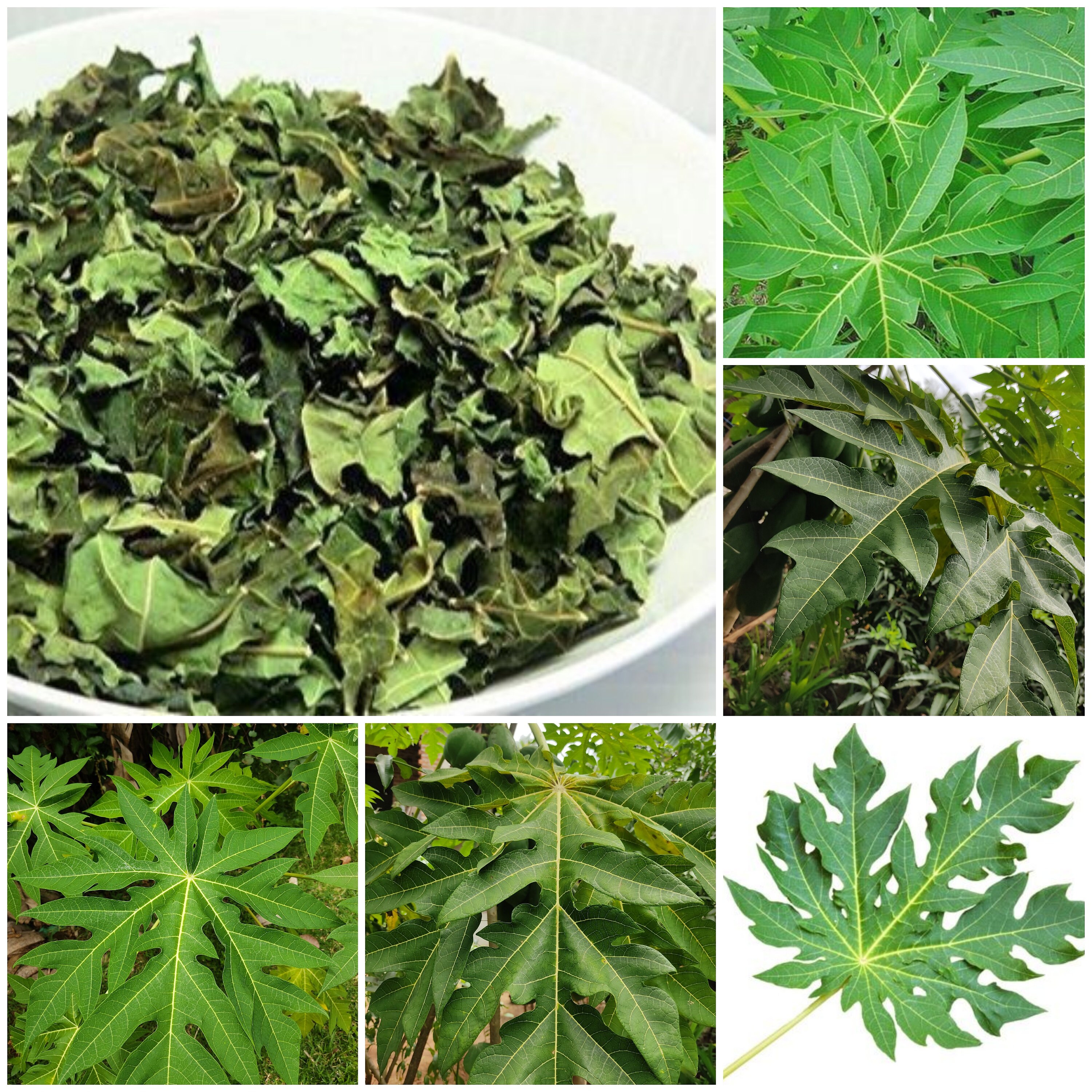 Pure Dried Papaya Carica Papaya Leaves Organic Natural Tea Etsy