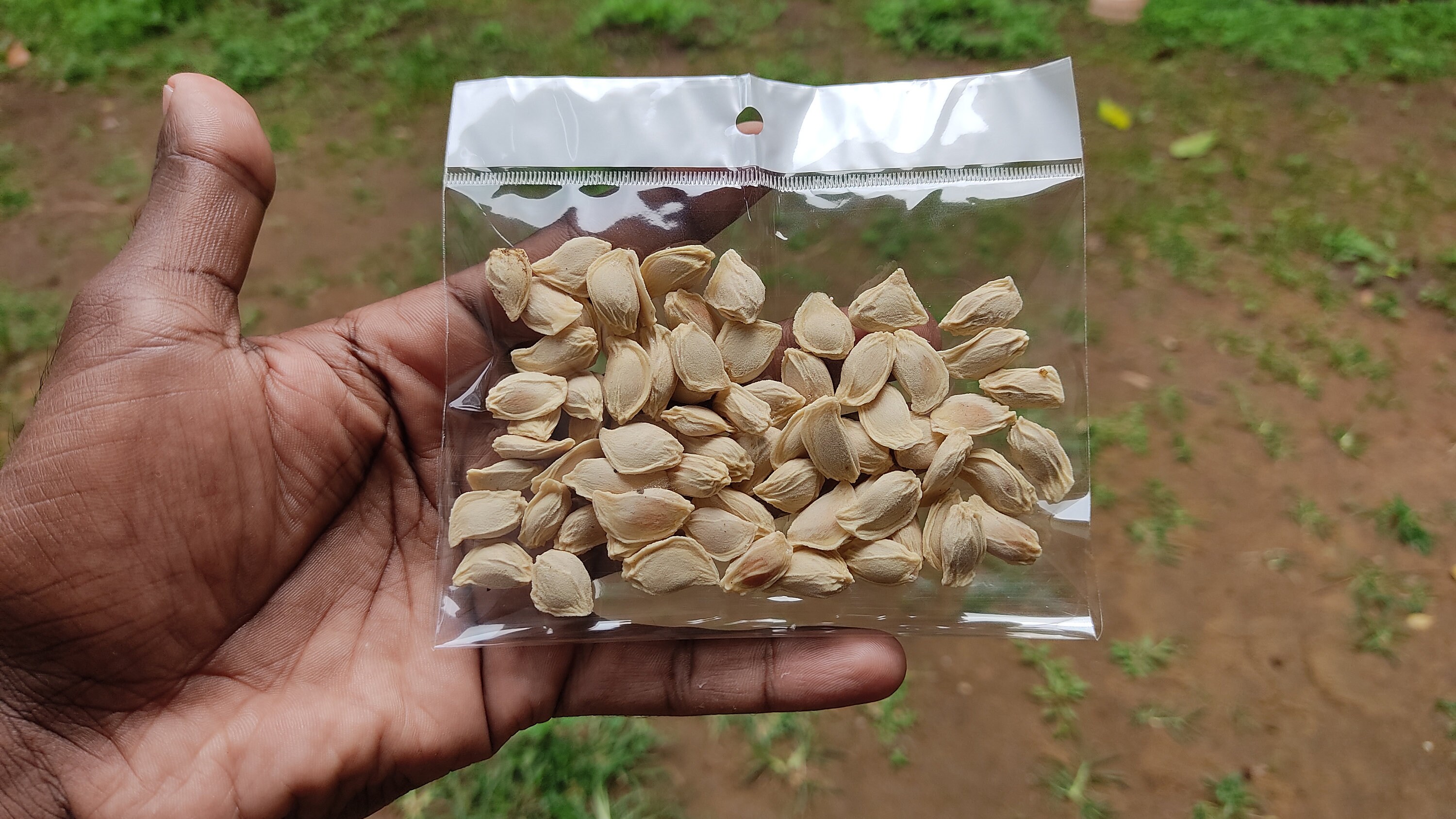 Pomelo Seeds Citrus Maxima Pummelo Pomello Fruit Seeds Etsy