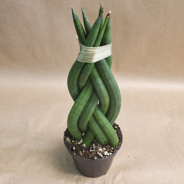 2" Sansevieria cylindrica 'Braided Snake Plant'