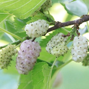 50+ White Mulberry Tree Seeds | Sweet Edible Fruit, USA Seller