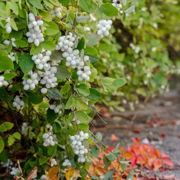 40 Snowberry Seeds (Symphoricarpos albus) Honeysuckle Bush Shrub, Showy Deer-Resistant, Drought & Cold Tolerant Hedge