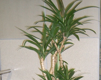 15 Easy Indoor Houseplant Seeds, Palm Lily, Potted Plant (Cordyline stricta)