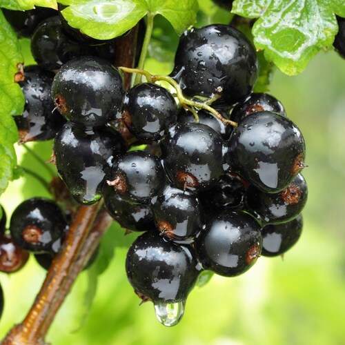 20 Golden Currant Berry Seeds ribes Aureum Edible Fruit Bush Etsy