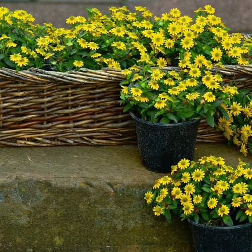 500 Creeping Zinnia Ground Cover Rock Garden Flower Seeds Etsy