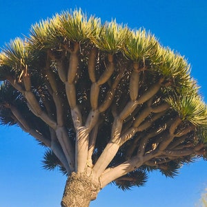 10 Draco Dragon Tree Seeds (Dracaena draco) USA Seller