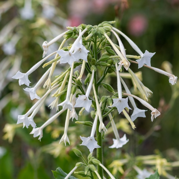 1500+ White Jasmine Flowering Tobacco Seeds (Nicotiana sylvestris) Tropical Herb