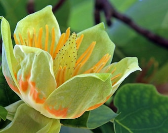 20 Tulip Poplar Seeds (Liriodendron tulipifera) Tulip Tree, Big Magnolia Flowers USA Seller