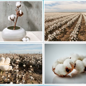 30 White Cotton Seeds BURANDA Non-GMO, 100% Quality, High-Density image 1