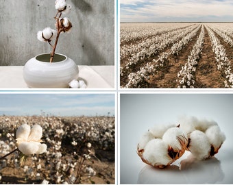 30 White Cotton Seeds *BURANDA* Non-GMO, 100% Quality, High-Density!