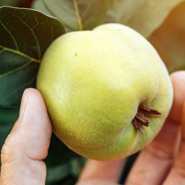 20 Common Quince (Cydonia oblonga) Fruit Tree Seeds, Sweet Edible Fruits