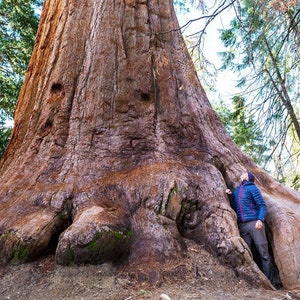 40 Giant Sequoia California Redwood (Sequoiadendron sempervirens) Tree Seeds