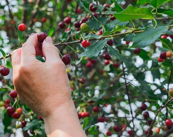 15 St Lucie Cherry Tree Seeds (Prunus Mahaleb) | Medicinal, Greek Mahalab Spice, Frost-Tolerant Showy Rootstock Grafting Tree