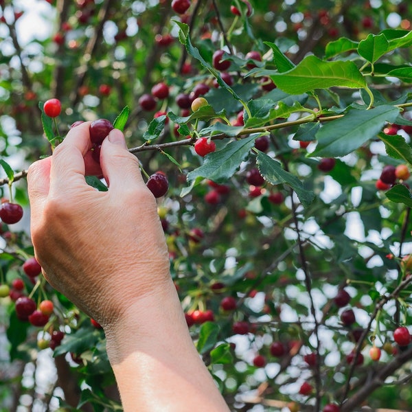 15 St Lucie Cherry Tree Seeds (Prunus Mahaleb) | Medicinal, Greek Mahalab Spice, Frost-Tolerant Showy Rootstock Grafting Tree