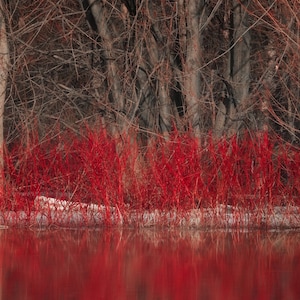 30 Red Osier Dogwood Shrub Seeds (Cornus sericea) Red Twig Tree Bush, USA Seller