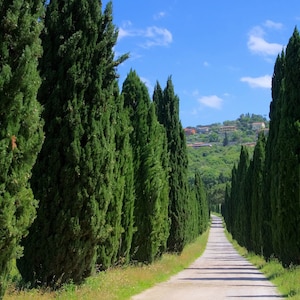 50+ Italian Cypress (Cupressus sempervirens) Cedar Tree Seeds, Fast Growing