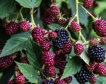 50+ Blackberry Seeds (Rubus ursinus) Thornless Bush, California Fruit Vine, Sweet! USA Seller