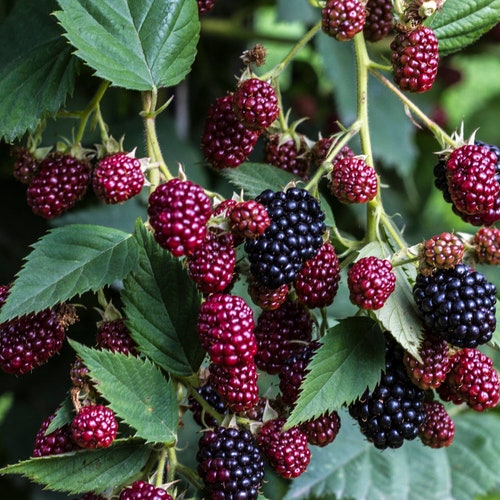 50 Blackberry Seeds rubus Ursinus Thornless Bush - Etsy