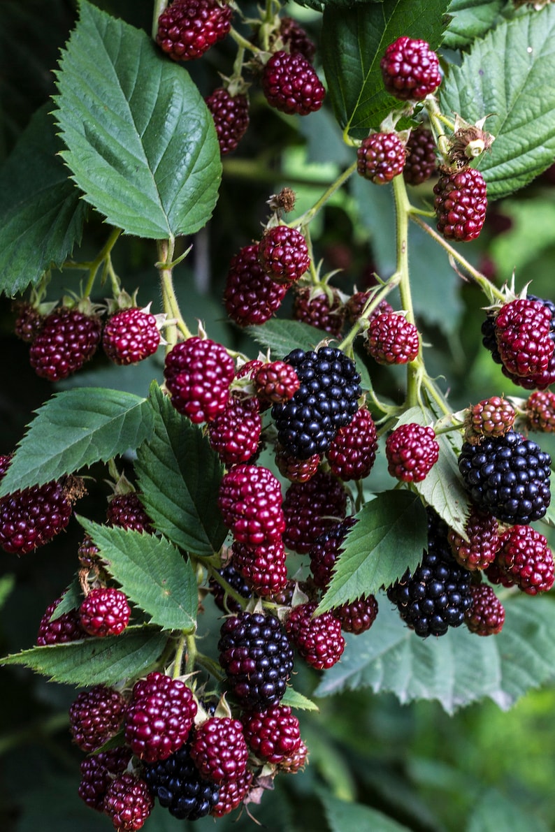 50 Blackberry Seeds rubus Ursinus Thornless Bush - Etsy