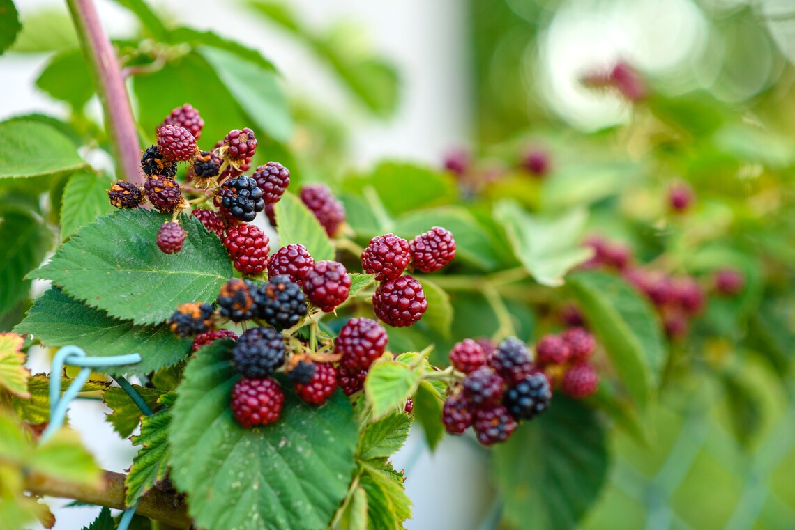 50 Blackberry Seeds rubus Ursinus Thornless Bush Etsy