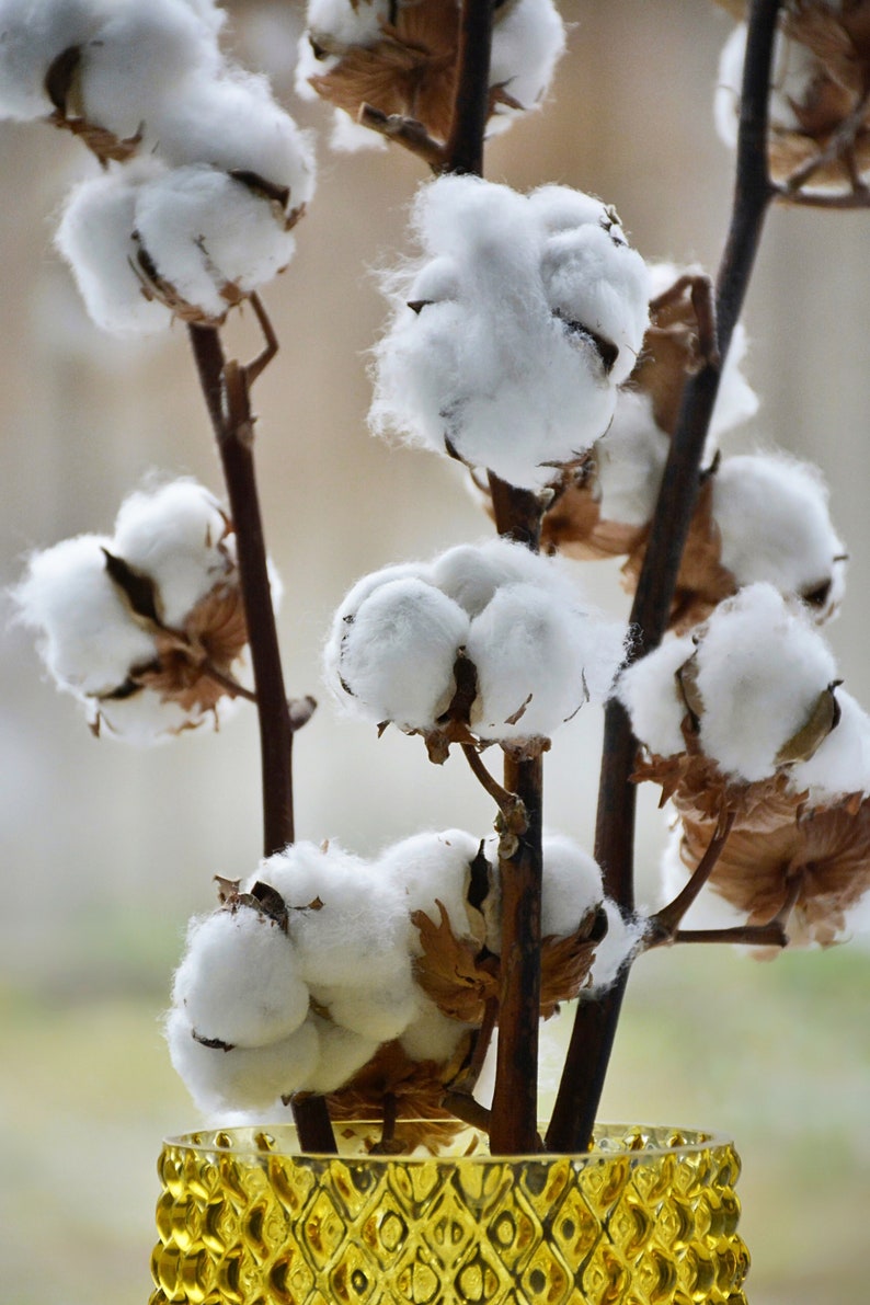 30 White Cotton Seeds BURANDA Non-GMO, 100% Quality, High-Density image 2
